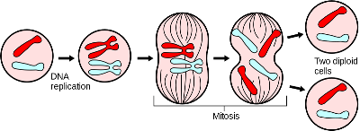 Image result for easy explanation of mitosis