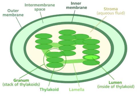 What does chlorophyll mean?