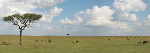 The African Savanna