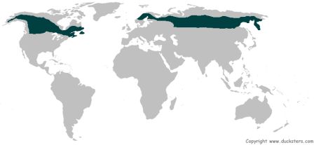 Map of the taiga forest biome