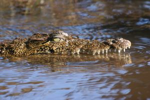 crocodile in the water