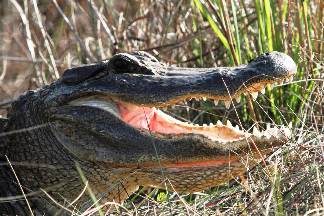 Head of American alligator