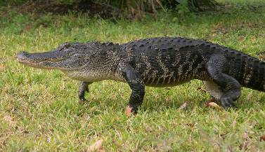 What is the Difference Between Alligators and Crocodiles Skin