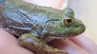 Close up picture of an American Bullfrog