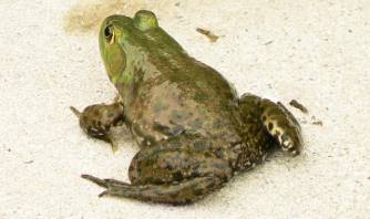 photo of bullfrog