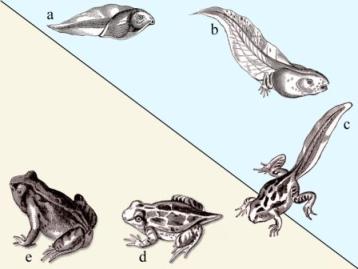 Lifecycle of a frog