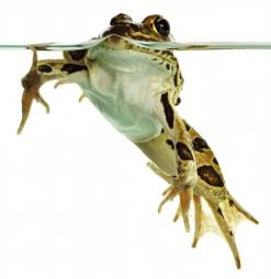 Northern Leopard Frog