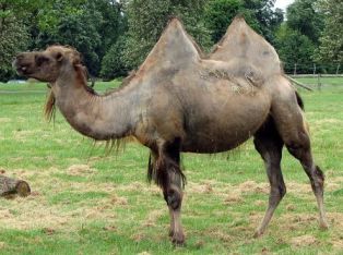 Animals for Kids: Bactrian Camel
