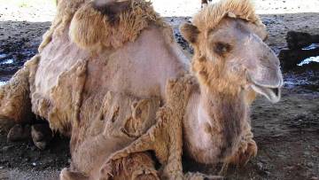 Animals for Kids: Bactrian Camel