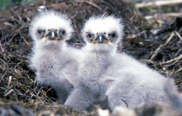Baby bald eagles in their nest