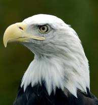 Head of a bald eagle