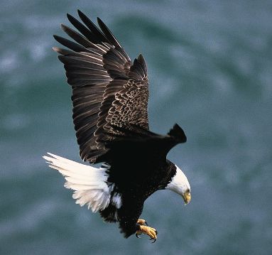 Bald Eagle in flight