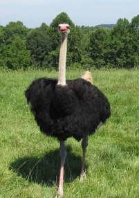 Ostrich