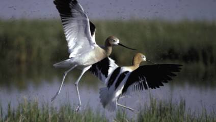 birds taking off in flight