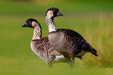 Two Nene birds standing in field