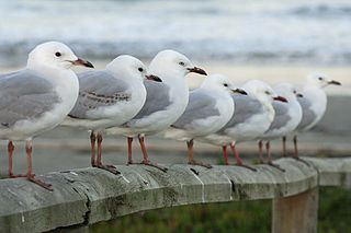Red-billed Gulls Standing in a row