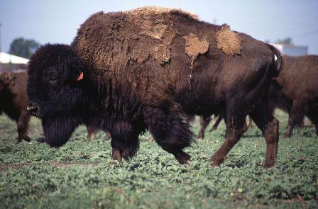 Animals for Kids: American Bison or Buffalo