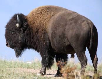 Animals for Kids: American Bison or Buffalo