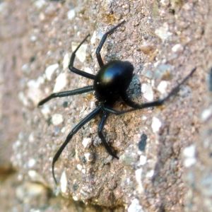What Spiders Eat Black Widows : Southern Black Widow Eat Clip Art Library : However, (and this is the stuff nightmares are made of!) black widow spiders can also eat mice, snakes, and lizards that they capture in their spider webs.