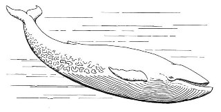 Blue Whale: Learn about the giant mammal.
