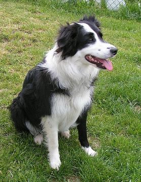 Border Collie Puppies - Animal Facts Encyclopedia