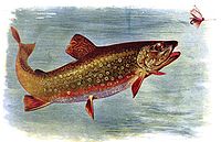 Photo of Brook Trout in water
