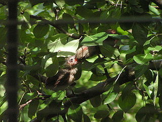 Mother Cardinal feeding baby