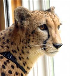 Cheetahs for Kids: Learn about the ultra fast big cat.