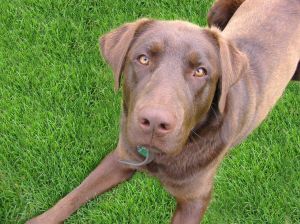 labrador and kids