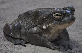 Colorado River Toad