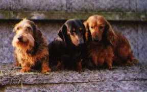 Group of dachshund dogs
