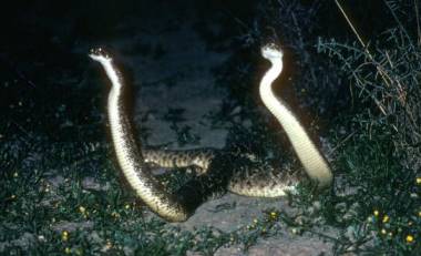 baby eastern diamondback rattlesnake