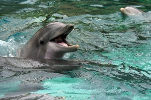 Bottlenose Dolphin