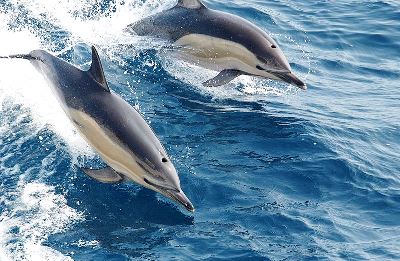 Dolphins: Learn about this playful mammal of the sea.