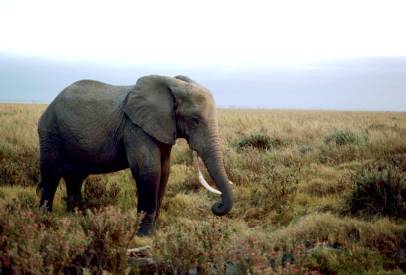 Elephants: Learn about the biggest land animal.