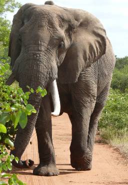 Elephants: Learn about the biggest land animal.