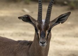 Cuvier's Gazelle is endangered