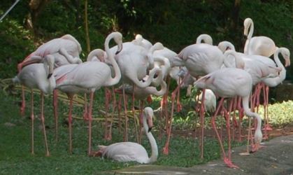 Group of Flamingos
