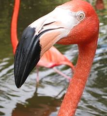 Animals: Pink Flamingo Bird