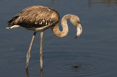 Flamingo standing in the water
