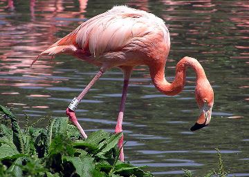 Caribbean Flamingo walking in the water