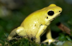 Gold Poison Dart Frog