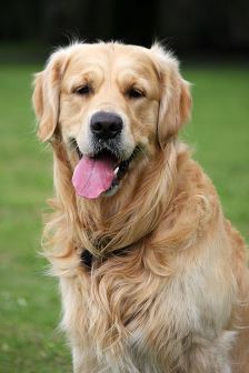 retrievers publicdomainpictures ducksters populardogbreeds