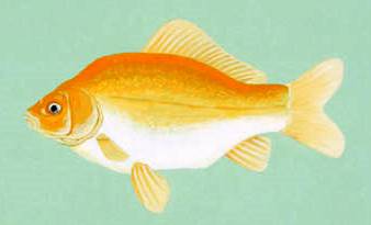 Goldfish: Learn about this popular fish pet.