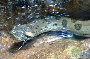 Green anaconda head