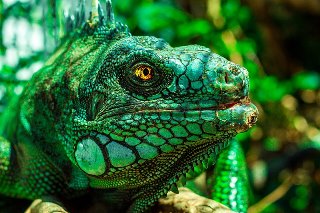 Green Iguanas