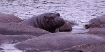 Hippos For Kids Learn About The Hippopotamus Hippos For Kids Learn About The Hippopotamus