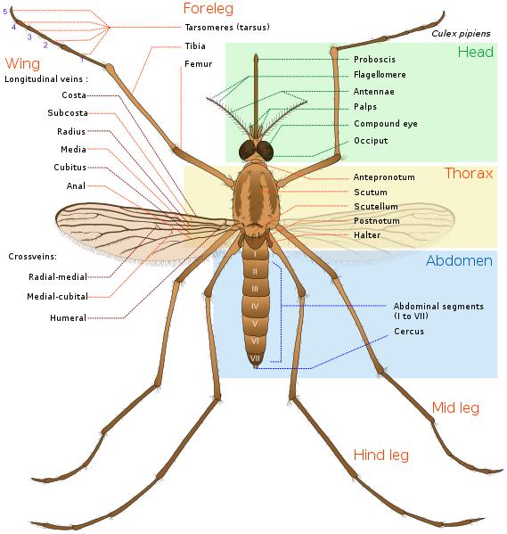 Diagram of insect Body Sections including the Head Thorax and Abdomen