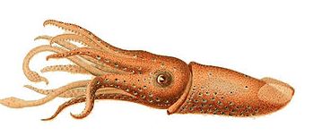 The squid is a type of invertebrate animal