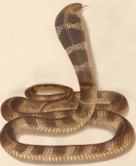 Drawing of a King Cobra Snake